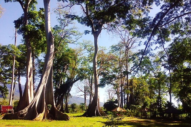 pohon purba lombok